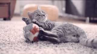 Whiskas Katzenfutter TV Werbung 2013 [upl. by Bartley]