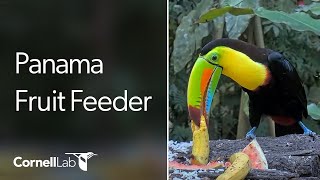 Panama Fruit Feeder Cam at Canopy Lodge  Cornell Lab [upl. by Reinhard]