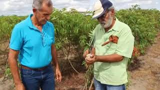 Aprenda técnicas de manejo adequado para o cultivo de mandioca [upl. by Andaira]