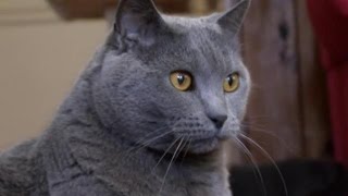 Cats 101  Chartreux [upl. by Lihcox]