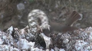 Iranian spidertailed viper tricks bird [upl. by Amarette]