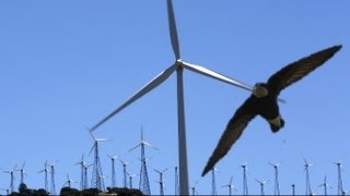 British birdwatchers witness rare swift fly into wind turbine [upl. by Pellegrini]