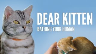 Dear Kitten Bathing Your Human [upl. by Hyps]