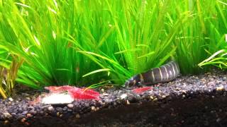 Kuhli Loach stalking Cherry Shrimp [upl. by Maloney167]