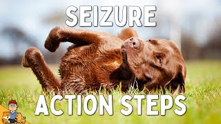 What to Do When Your Dog has a Seizure [upl. by Gallagher]