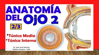 🥇 Anatomía del OJO 23  Túnica Media y Túnica Interna [upl. by Longley547]