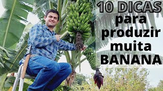 10 DICAS INFALÍVEIS PARA PRODUZIR GRANDES CACHOS DE BANANA Ep08 [upl. by Wesla]