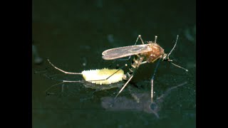 How do mosquitoes reproduce  Just Earth [upl. by Paloma253]