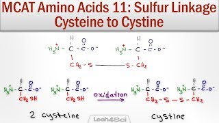 Disulfide Bridge Formation Cysteine to Cystine [upl. by Musetta379]