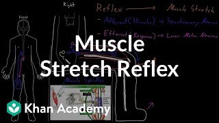 Full Body Stretch and Strength Routine  Increase Flexibility  25 Mins [upl. by Lorrie]