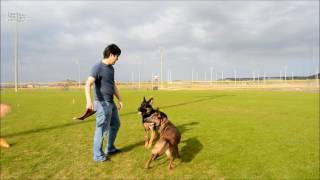 Two years in 5 minutes  raising a Belgian Malinois [upl. by Shawn]