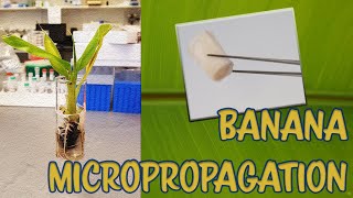 Tutorial Banana Micropropagation in vitroTissue cultureCultivo de tejidos [upl. by Alecram]