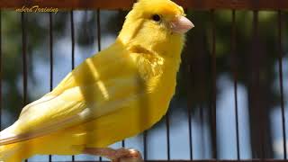 canary singing video  the best canary training song 40 minutes [upl. by Lau]