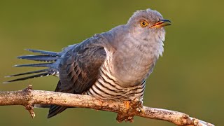 Bird sounds – Common cuckoo Cuculus canorus [upl. by Ynoyrb210]