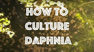 How To Culture Daphnia Magna [upl. by Elleirol963]