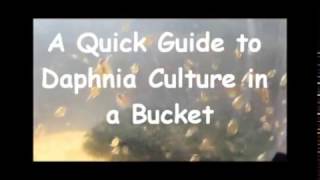 How to culture daphnia outside [upl. by Dalohcin]