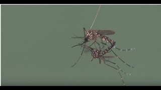 Mosquito Courtship [upl. by Leuneb585]