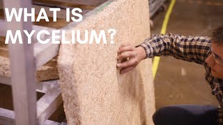 What is Mushroom Mycelium amp Why Its Properties Make It A Sustainable Material Across All Industries [upl. by Kiley]