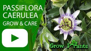 Passiflora caerulea  grow amp care Bluecrown Passionflower [upl. by Kawasaki]