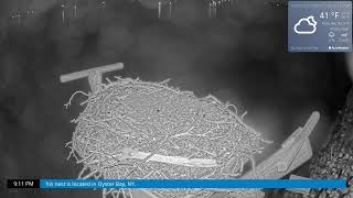 Osprey Cam Live 4K  Oyster Bay NY [upl. by Atinrahc]