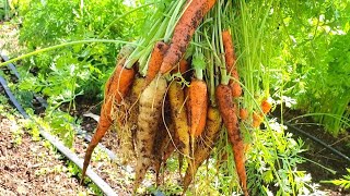 How to Harvest Carrots EASILY [upl. by Darahs]