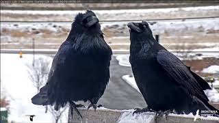 Amazing Close Up Of Common Ravens At Hellgate Osprey Nest – Dec 13 2020 [upl. by Ahsiekal]