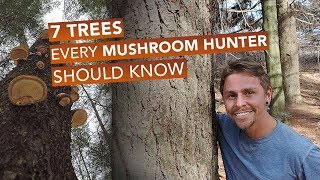 7 Trees Every Mushroom Hunter Should Know [upl. by Abigale]