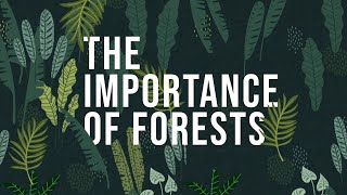 The Importance of Forests  How to protect Forests [upl. by Aissirac]