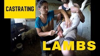 DAY 183 Castrating Lambs amp Reuniting A Lamb And Mum [upl. by Dehsar74]