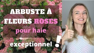 Un arbuste à FLEURS ROSES pour haie exceptionnel [upl. by Player]