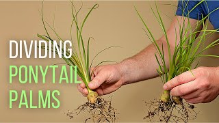 Splitting up Ponytail palm babies [upl. by Ardnikal]