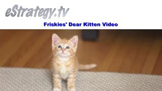 Friskies Dear Kitten Video [upl. by Johnna]