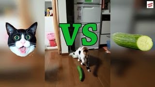 Cats vs Cucumbers Compilation [upl. by Atimed]