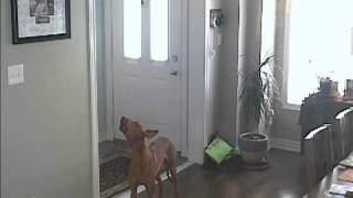 Pharaoh Hound Howl Sounds Like an Air Raid Siren [upl. by Eatnoid206]