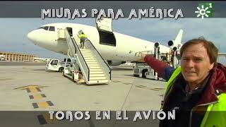 Toros de Miura embarque para América vuelo en avión Sevilla  Lima Perú  Toros desde Andalucía [upl. by Heindrick692]