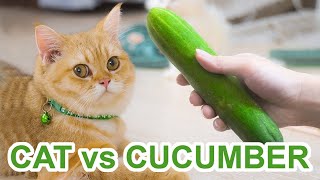 Cat vs Cucumber 2020  Cat Scared of Cucumber Videos [upl. by Etireugram]