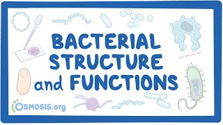 Bacterial Structure and Functions [upl. by Elonore]