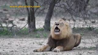 Male Lion roaring very loud Starts off very funny [upl. by Lladnik926]