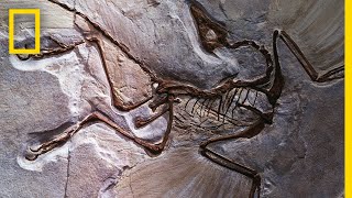 Fossils 101  National Geographic [upl. by Ocire]