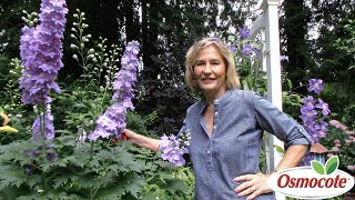 3 Tips for Growing Delphiniums [upl. by Erastes]