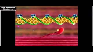 Muscle Physiology Troponin Tropomyosin and Myosin CrossBridge Cycle [upl. by Yerffe533]