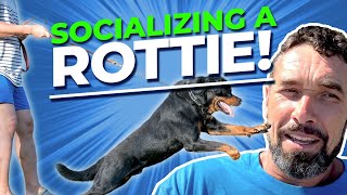 How to Socialize a Dominant Rottweiler [upl. by Hough]