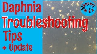 How to a Troubleshoot a Daphnia Culture [upl. by Admama]