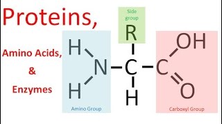 Proteins amp Enzymes regular biology [upl. by Tengdin]