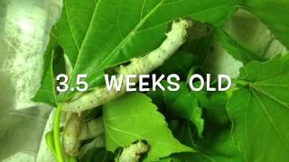 Silkworm lifecycle worm to cocoon [upl. by Ebeneser]