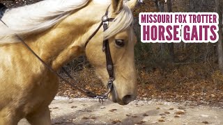 Missouri Fox Trotter Horse Gaits [upl. by Eustacia184]