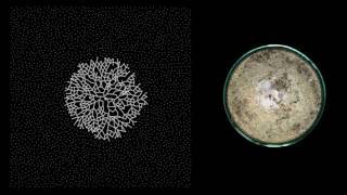 MYCELIUM  Growth  timelapse [upl. by Suivatco]