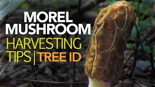 Morel Mushroom Harvesting Tips — Tree Identification [upl. by Tarryn185]