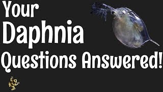 Daphnia Questions Answered [upl. by Rasaec]