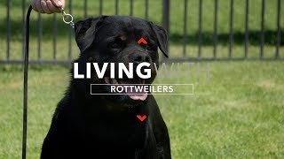 ALL ABOUT LIVING WITH ROTTWEILER DOGS [upl. by Miyasawa]